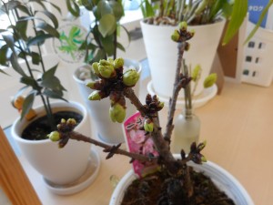 DSCN1089